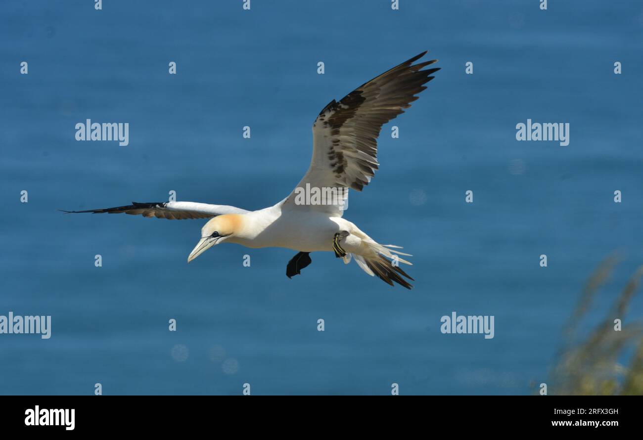 Young Northen Gannet on Approach to cliff top Stock Photo
