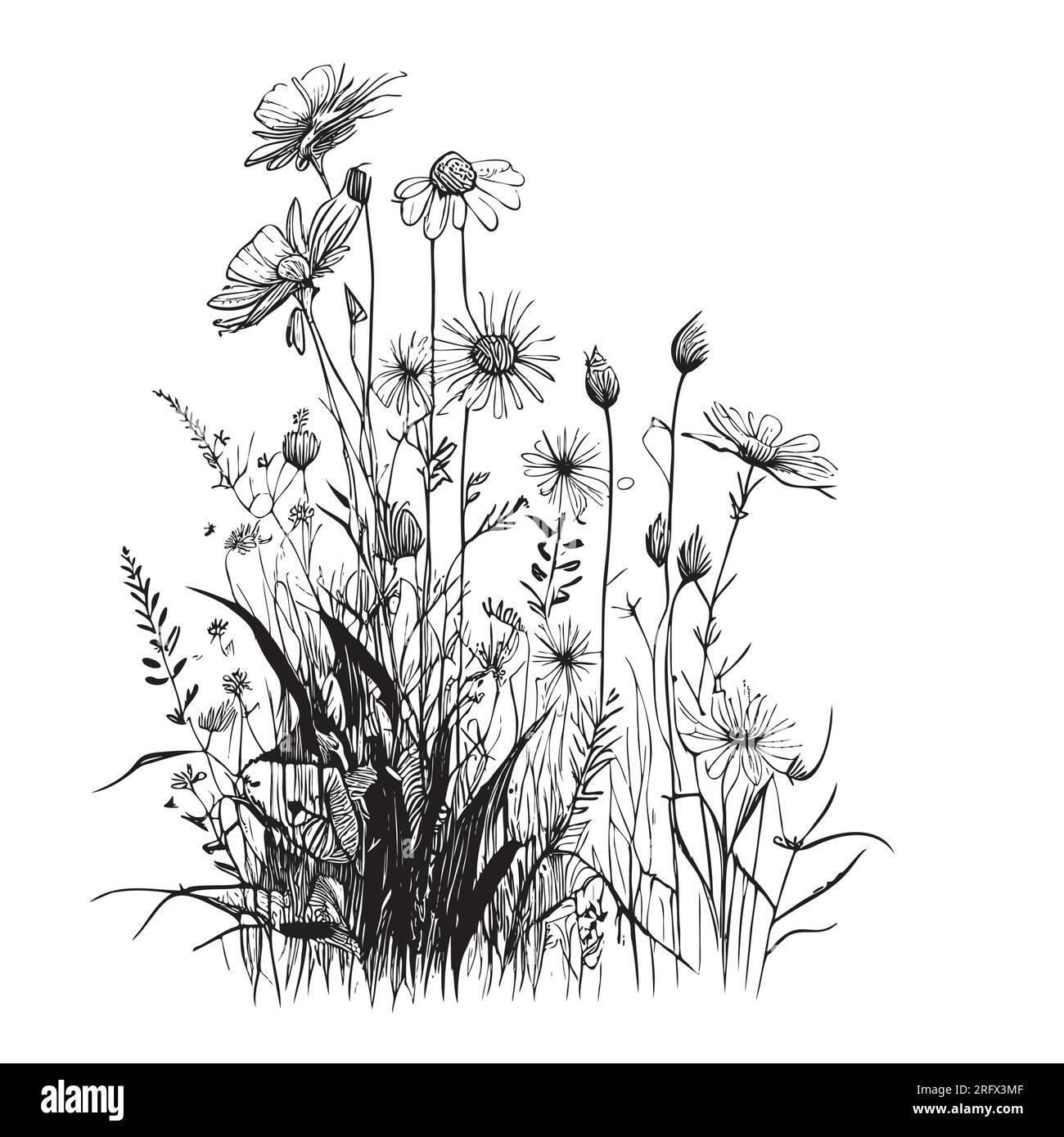 Wild field daisies hand drawn sketch in doodle style field illustration