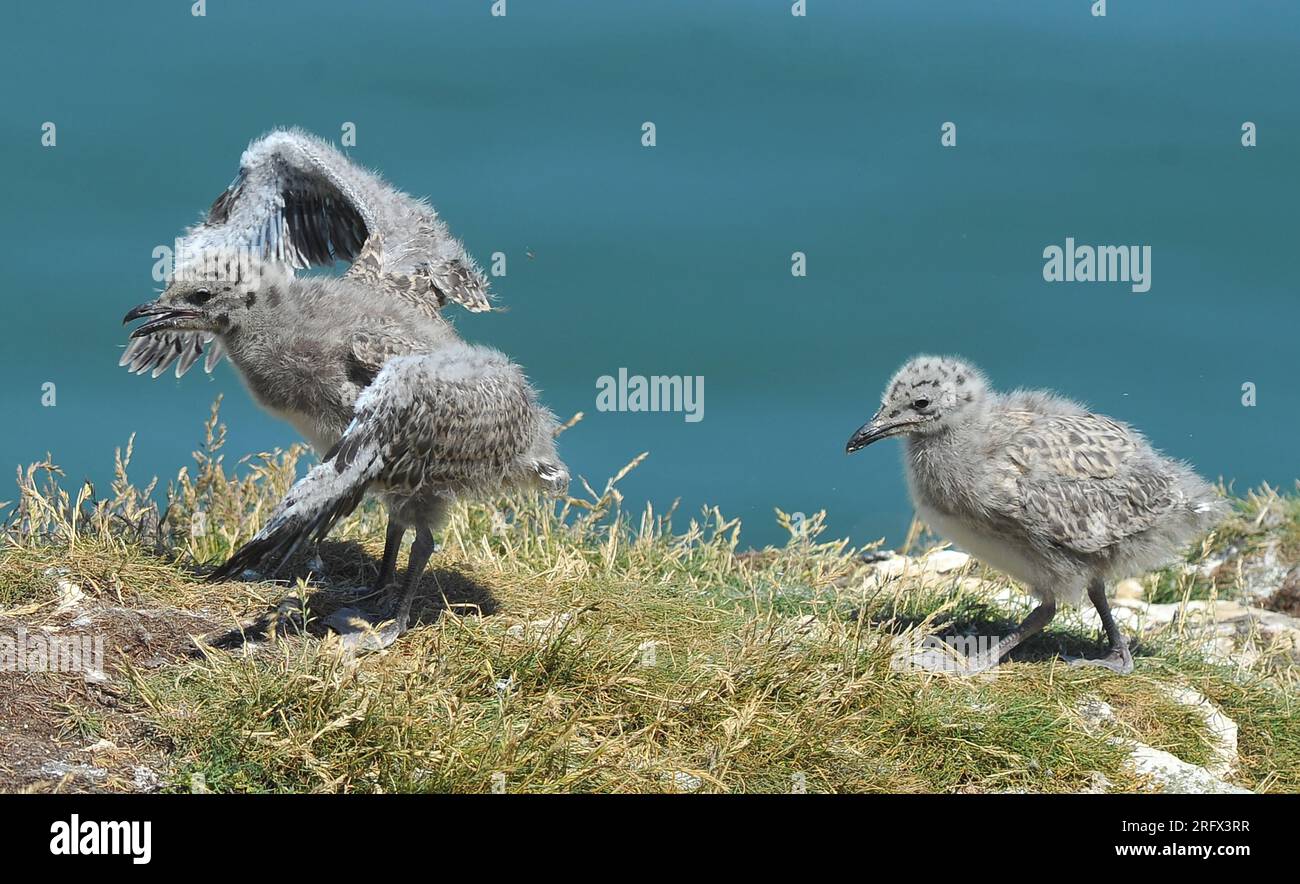seagull fledglings attempting to fly Stock Photo