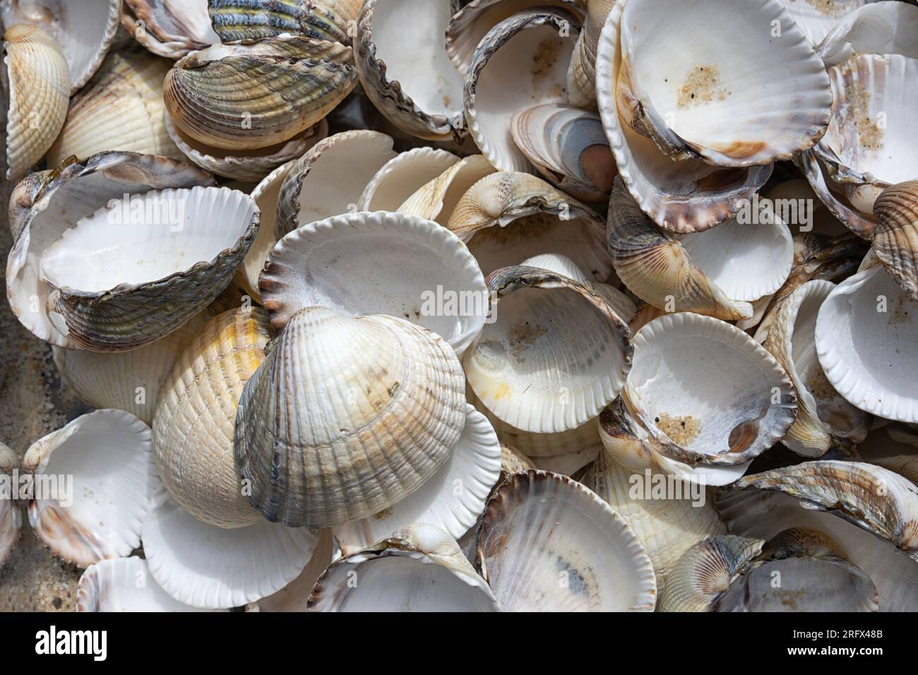 Flat periwinkle shells hi-res stock photography and images - Alamy