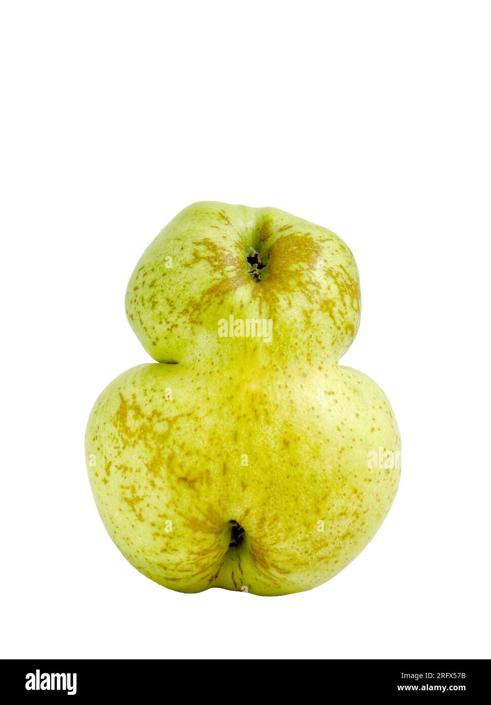 Fused golden apple on the table. Unusual fruit Stock Photo Alamy