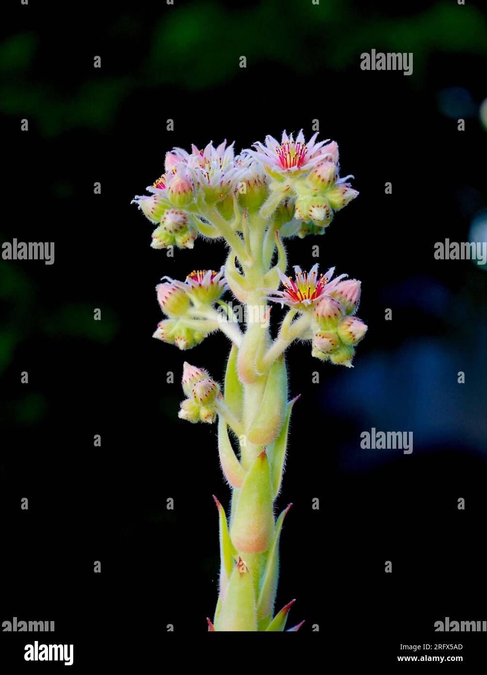sempervivum blooming on a dark background Stock Photo