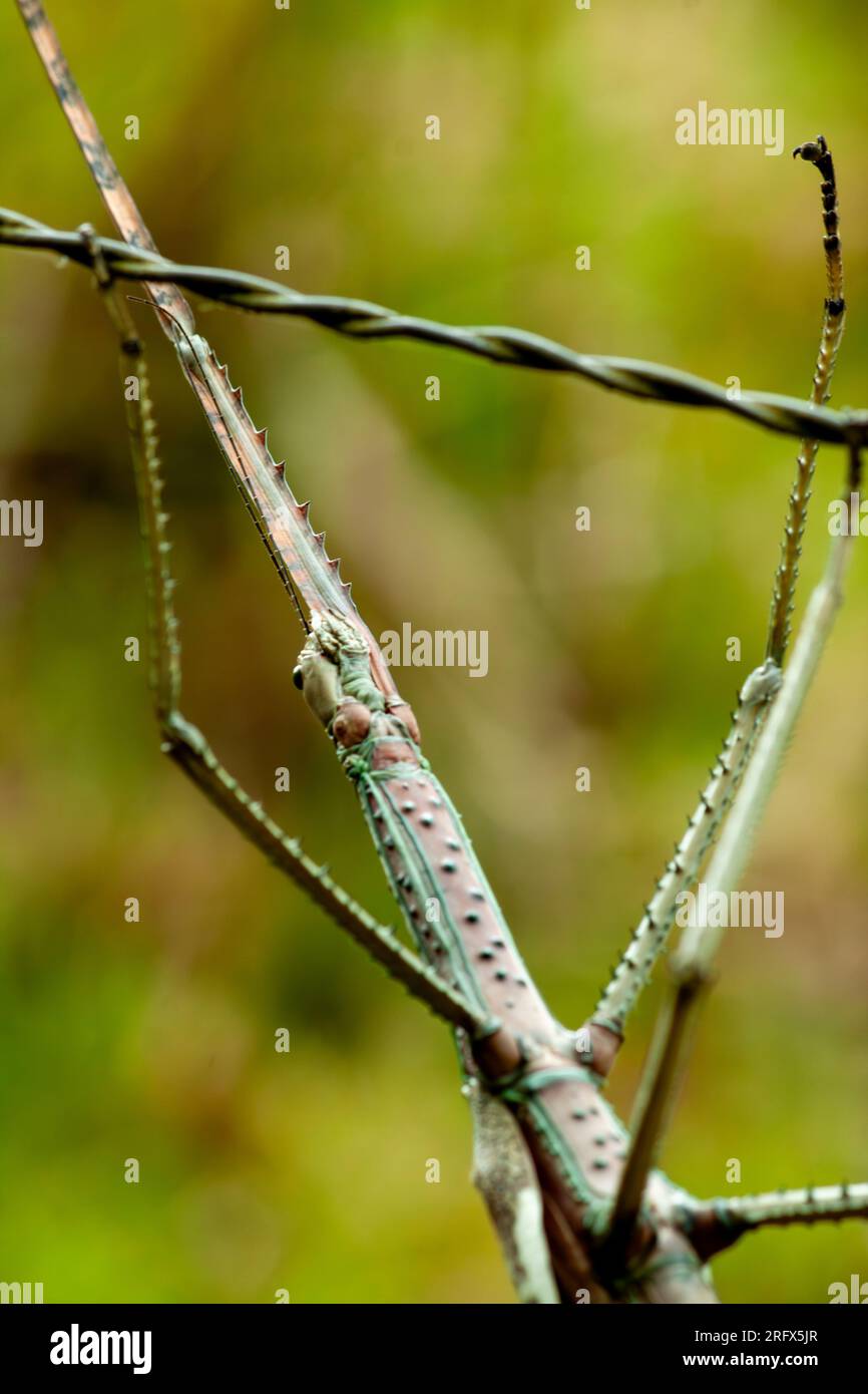 Stick Insect, Phasmatodea, wild, Yungaburra, Australia Stock Photo Alamy