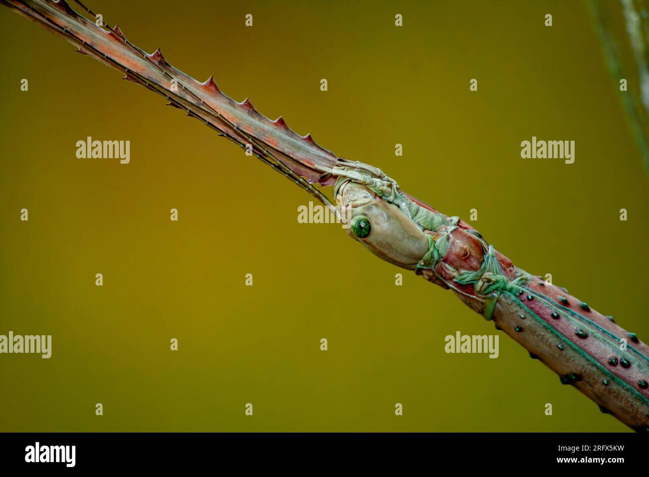 Stick Insect, Phasmatodea, Yungaburra, Australia Stock Photo Alamy