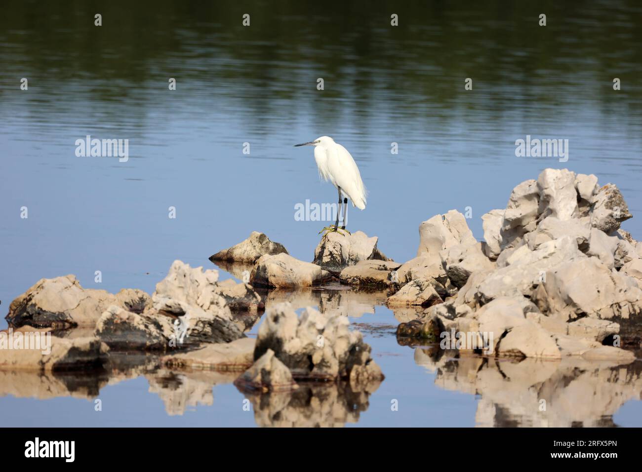 Egret on the water looking for food. Stock Photo