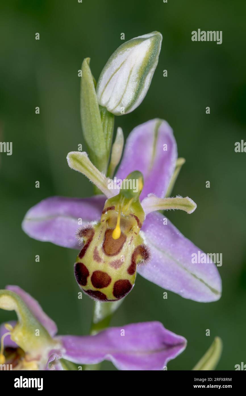 Bee Orchid var. belgarum (Ophrys apifera), Orchidaceae. Sussex, UK Stock Photo