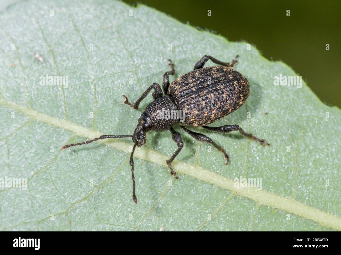Black Vine Beetle on Sallow (Otiorhynchus sulcatus), Curculionidae. Sussex, UK Stock Photo