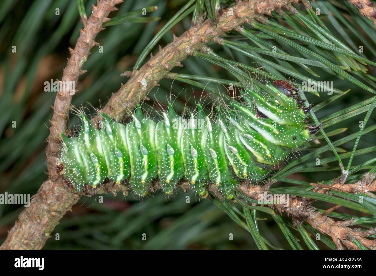 Caterpillar of Chinese Moon Moth feeding on Pine (Actias dubernardi), Saturnidae Stock Photo