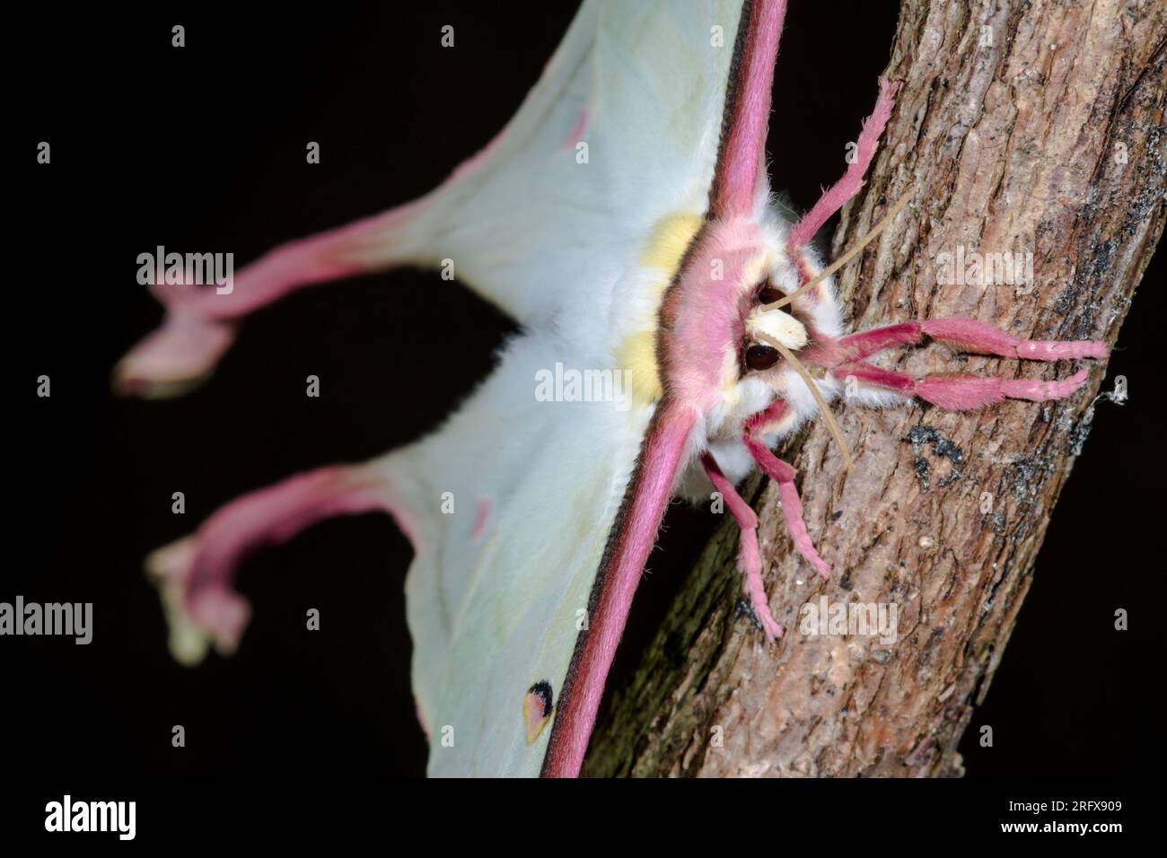 female-chinese-moon-moth-actias-dubernardi-saturnidae-stock-photo