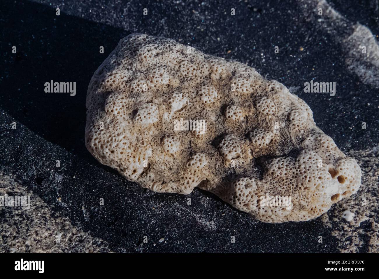 Fossilized Coral Stone found on shore of sandy beach of Indian Ocean Stock Photo