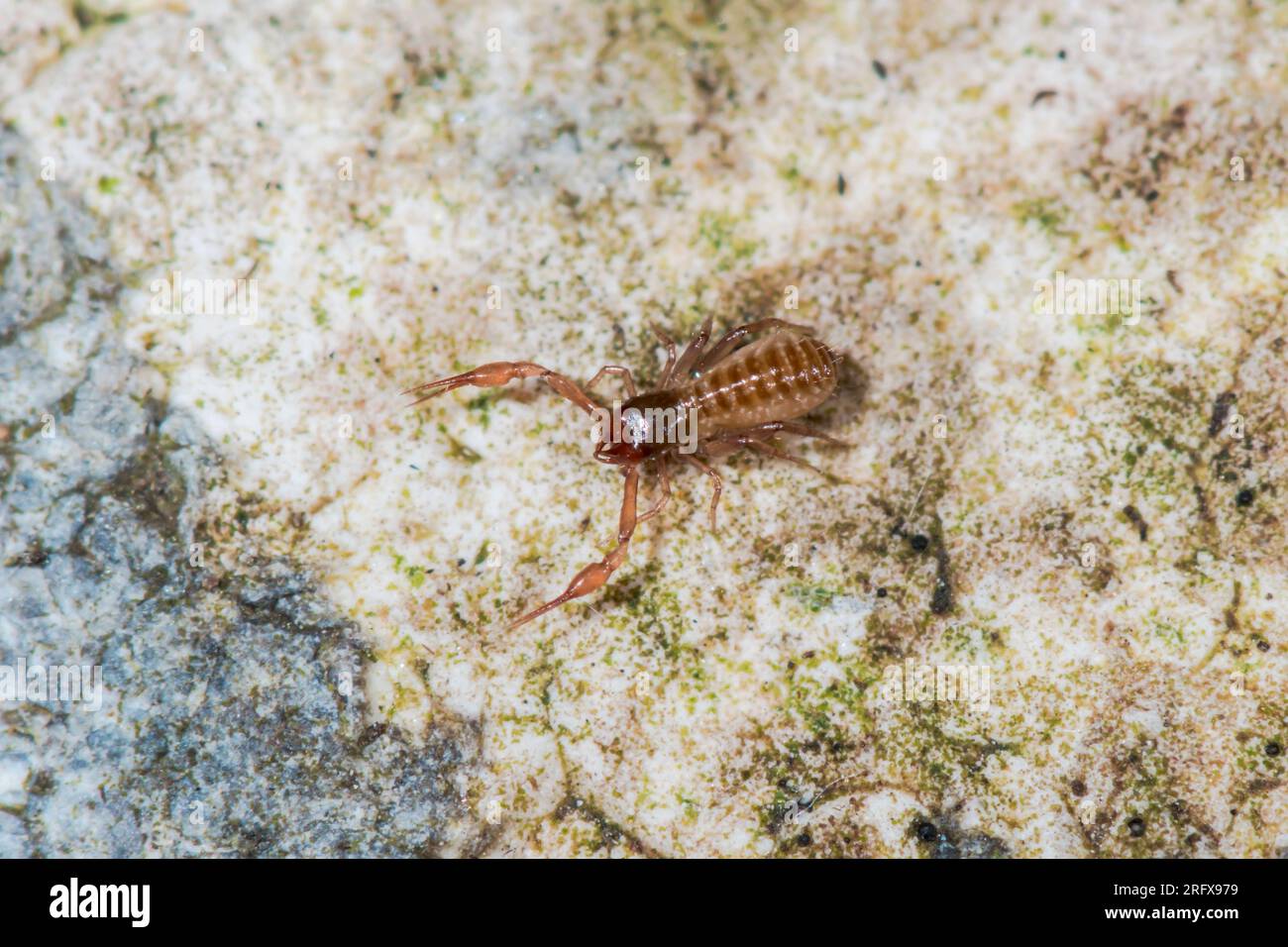 Common Chthonid Pseudoscorpion Chelifer (Chthonius ischnocheles). Chthoniidae. Sussex, UK Stock Photo