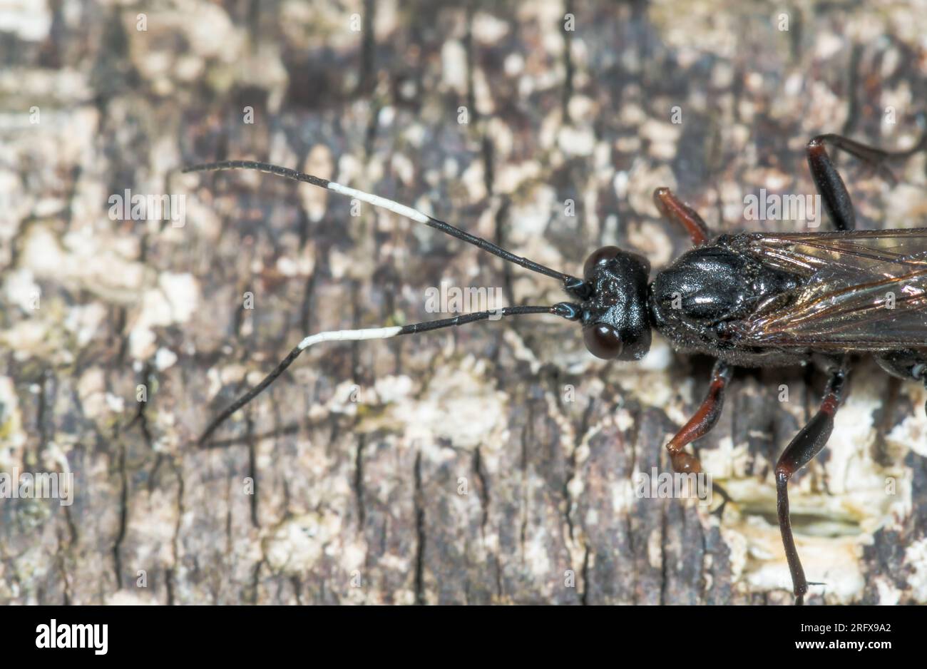 Bicoloured Antennae of Cryptine Ichneumon Darwin Wasp (Echthrus reluctator). Ichneumonidae. Sussex, UK Stock Photo