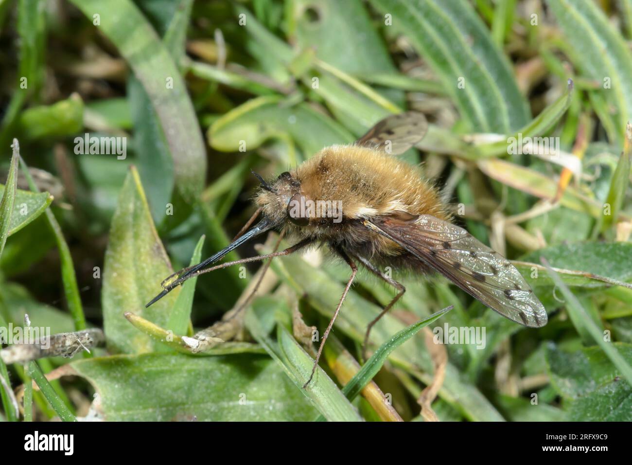 Dotted Bee Fly (Bombylius discolor), Bombyliidae. Sussex, UK Stock Photo