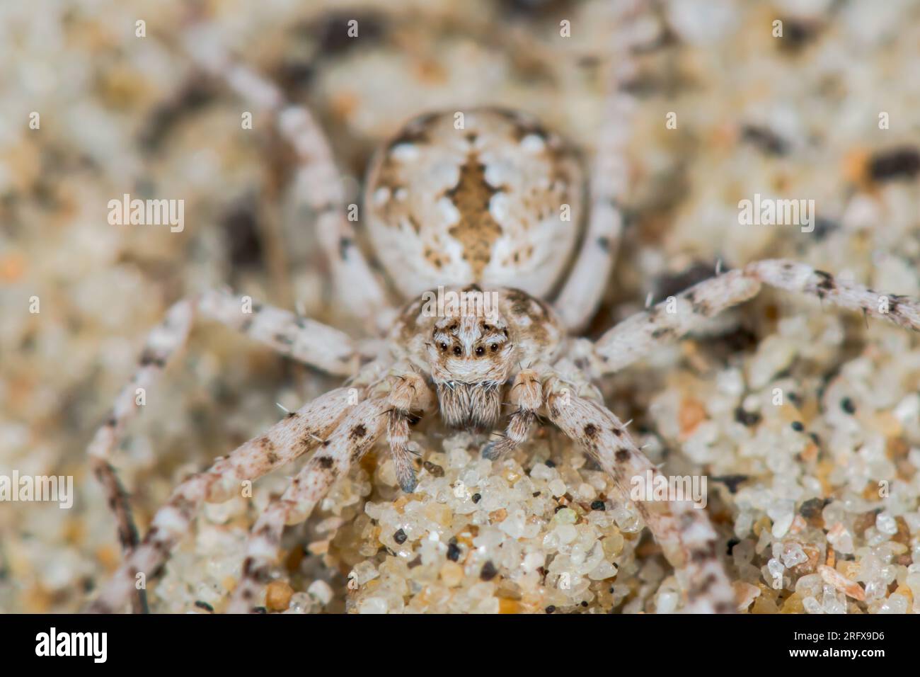 Eyes of Dune Crab Spider (Rhysodromus - Philodromus fallax). Philodromidae. Sussex, UK Stock Photo