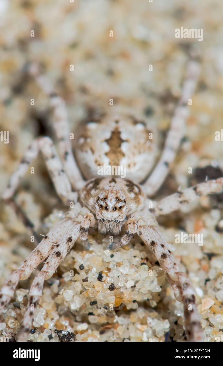 Portrait of Dune Crab Spider (Rhysodromus - Philodromus fallax). Philodromidae. Sussex, UK Stock Photo