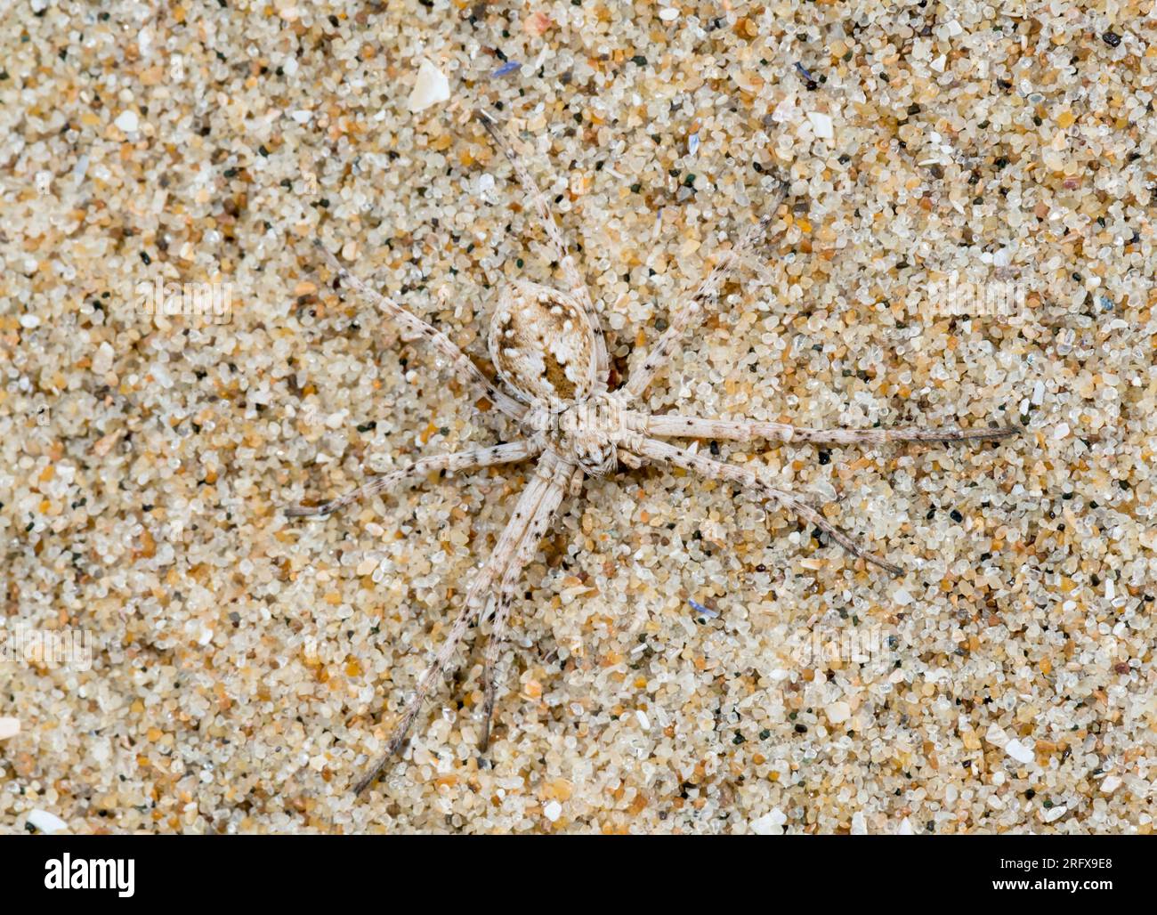 Female Dune Crab Spider (Rhysodromus - Philodromus fallax). Philodromidae. Sussex, UK Stock Photo