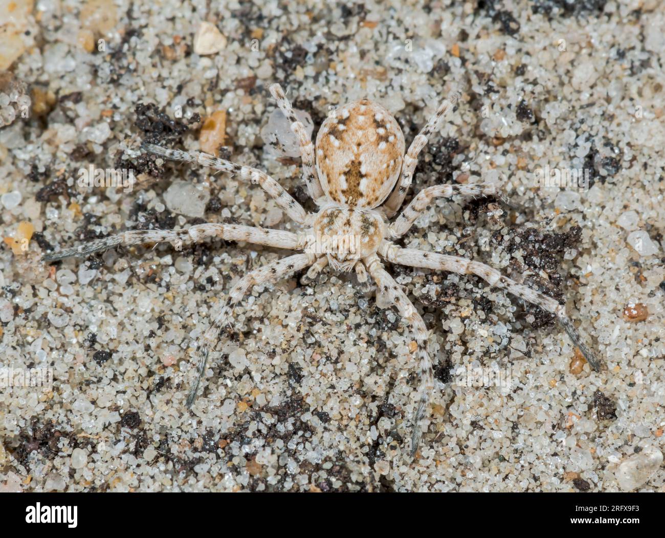 Female Dune Crab Spider (Rhysodromus - Philodromus fallax). Philodromidae. Sussex, UK Stock Photo