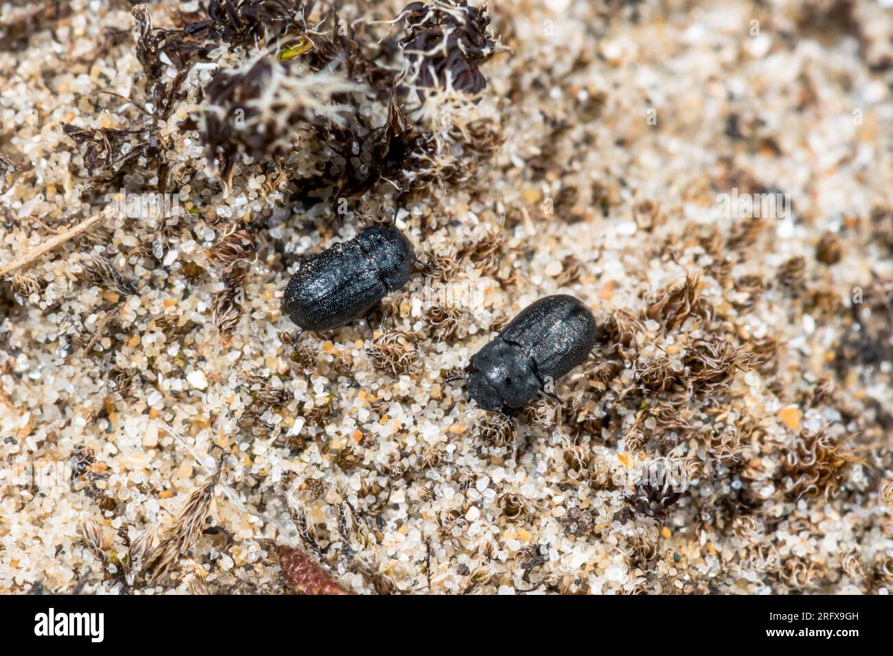 Pair of Dune Darkling Beetles (Melanimon tibialis). Tenebrionidae. Sussex, UK Stock Photo