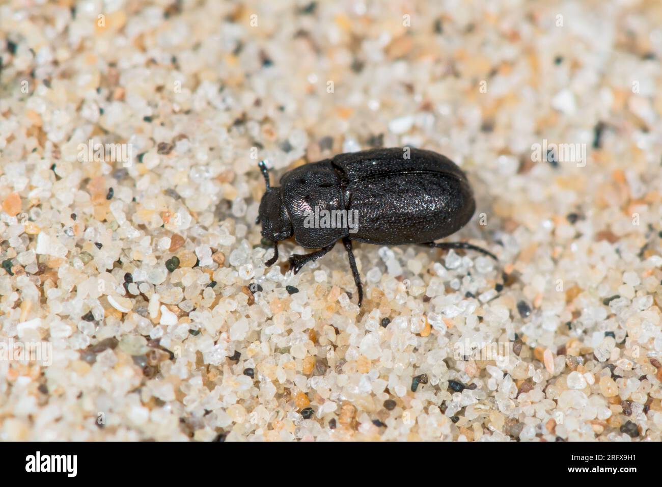 Dune Darkling Beetle (Melanimon tibialis). Tenebrionidae. Sussex, UK Stock Photo