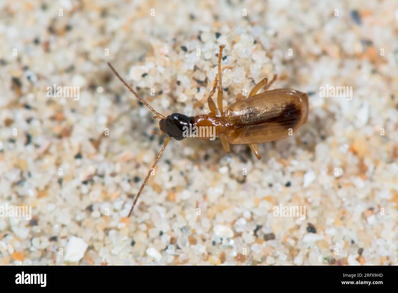 Dune Ground Beetle (Demetrias monostigma). Carabidae. Sussex, UK Stock Photo