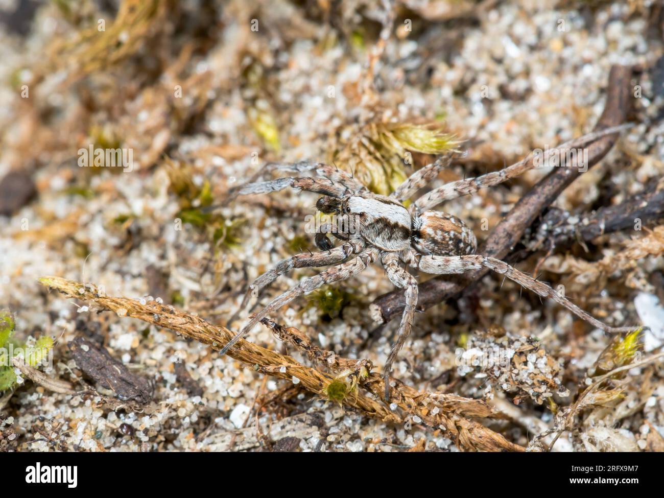 Male Dune Wolf Spider (Xerolycosa miniata). Lycosidae. Sussex, UK Stock Photo