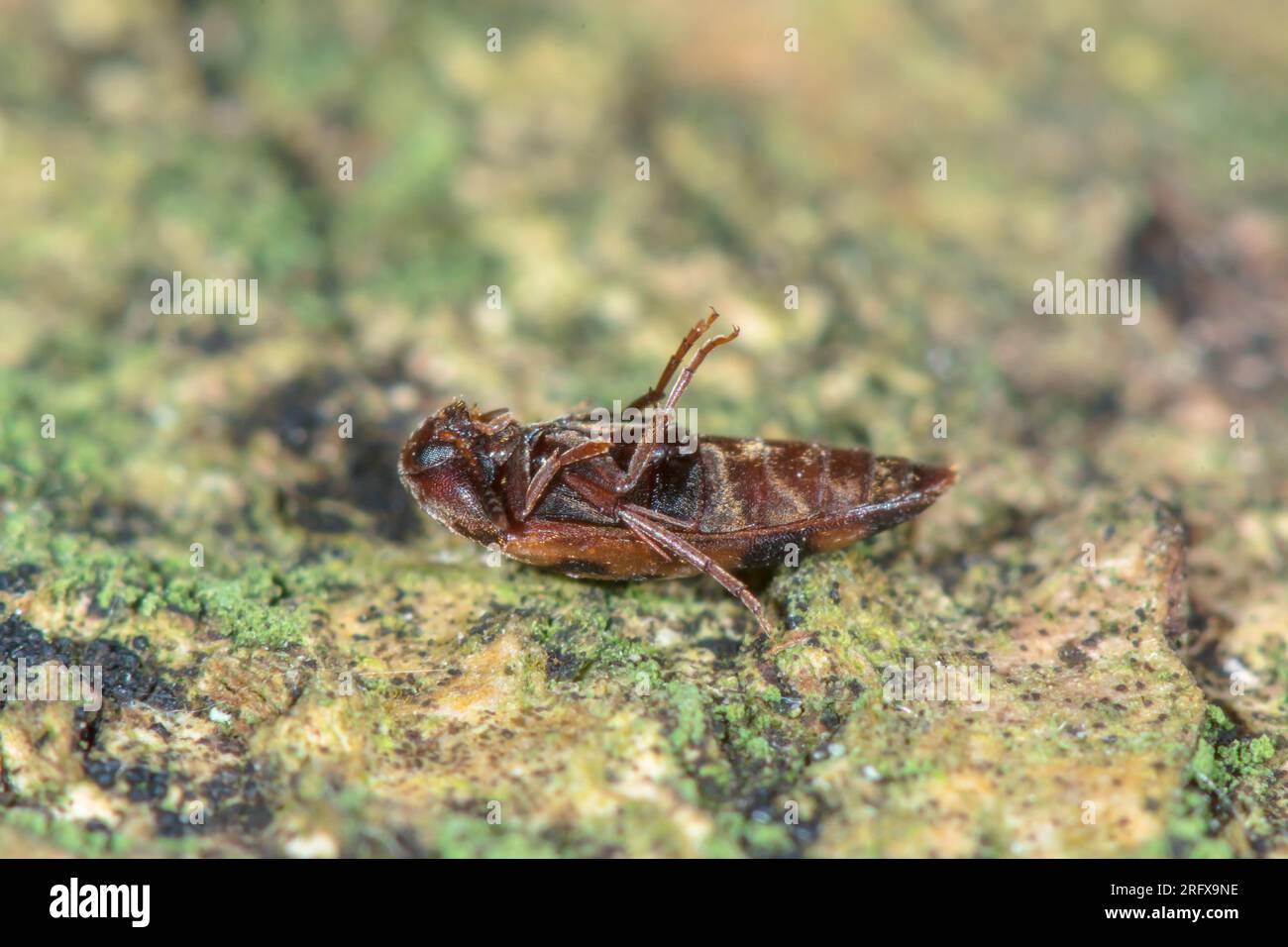 False Darkling Beetle (Orchesia undulata), Melandryidae. Sussex, UK Stock Photo