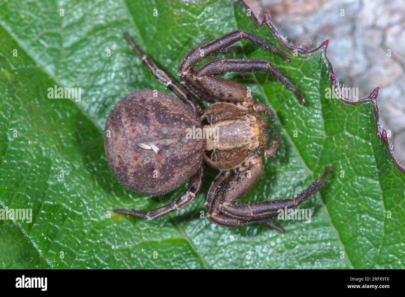 Rare Female Crab Spider (Xysticus acerbus), Thomisidae. Sussex, UK Stock Photo