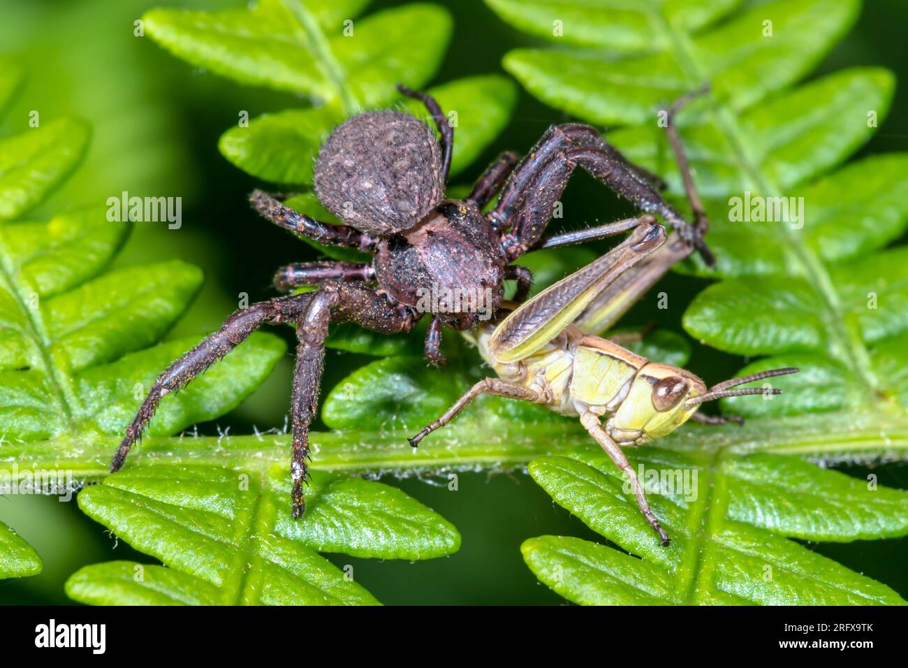 Rare Female Crab Spider with Grasshopper Prey (Xysticus acerbus), Thomisidae. Sussex, UK Stock Photo