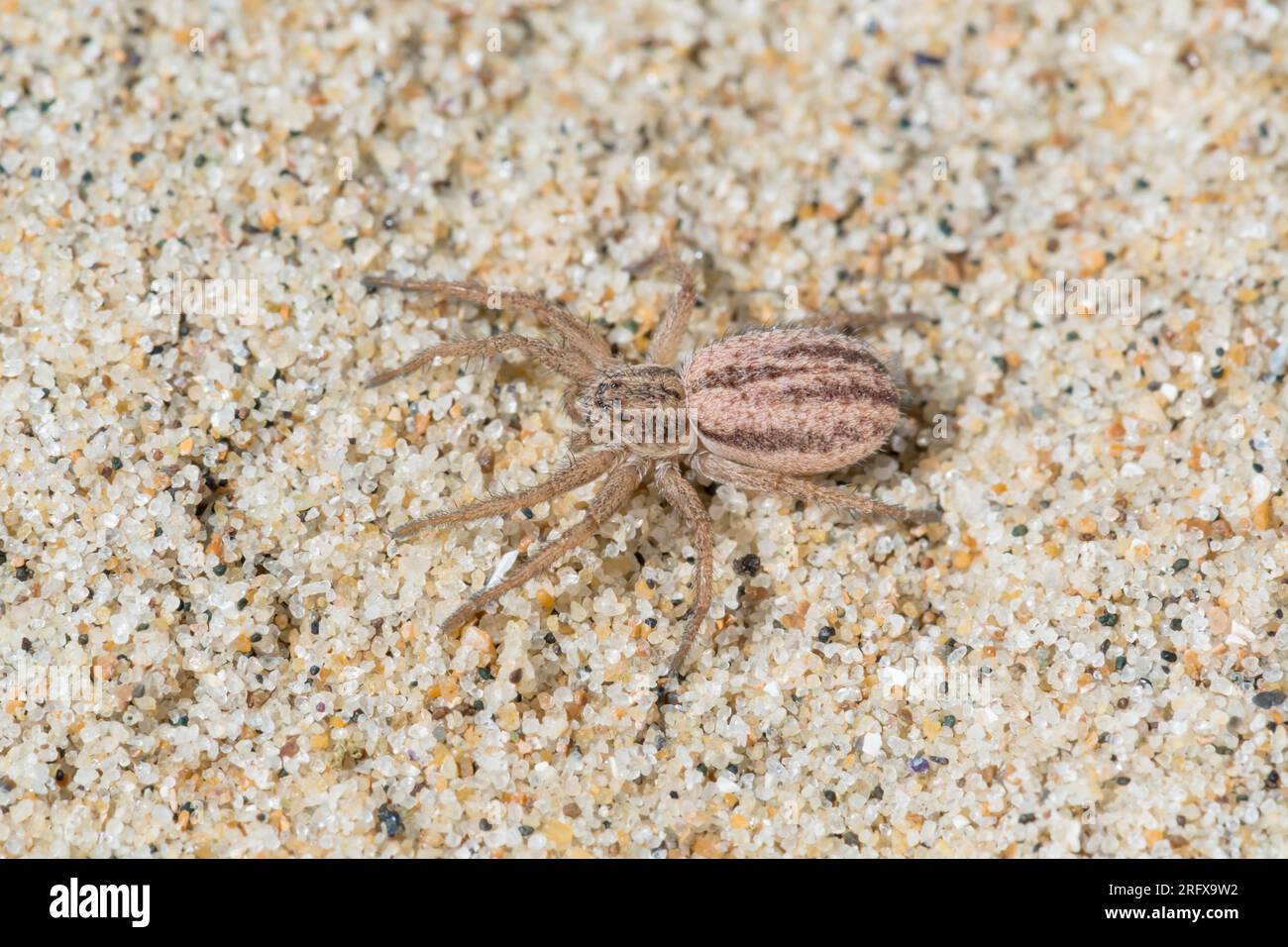 Female Five striped Running Crab Spider (Thanatus striatus). Philodromidae. Sussex, UK Stock Photo