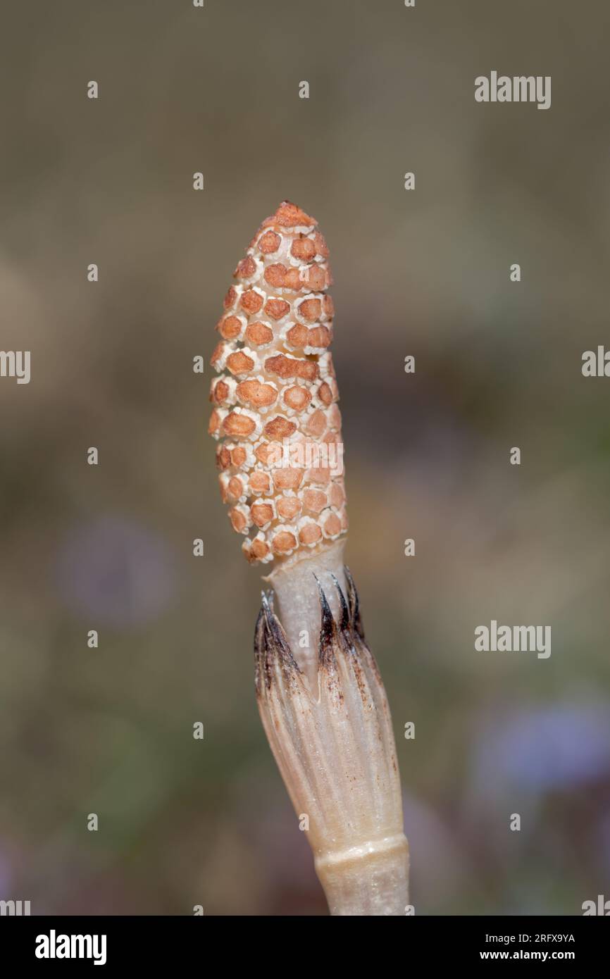 Field Horsetail (Equisetum arvense) Fertile cones. Equisetaceae. Sussex, UK Stock Photo