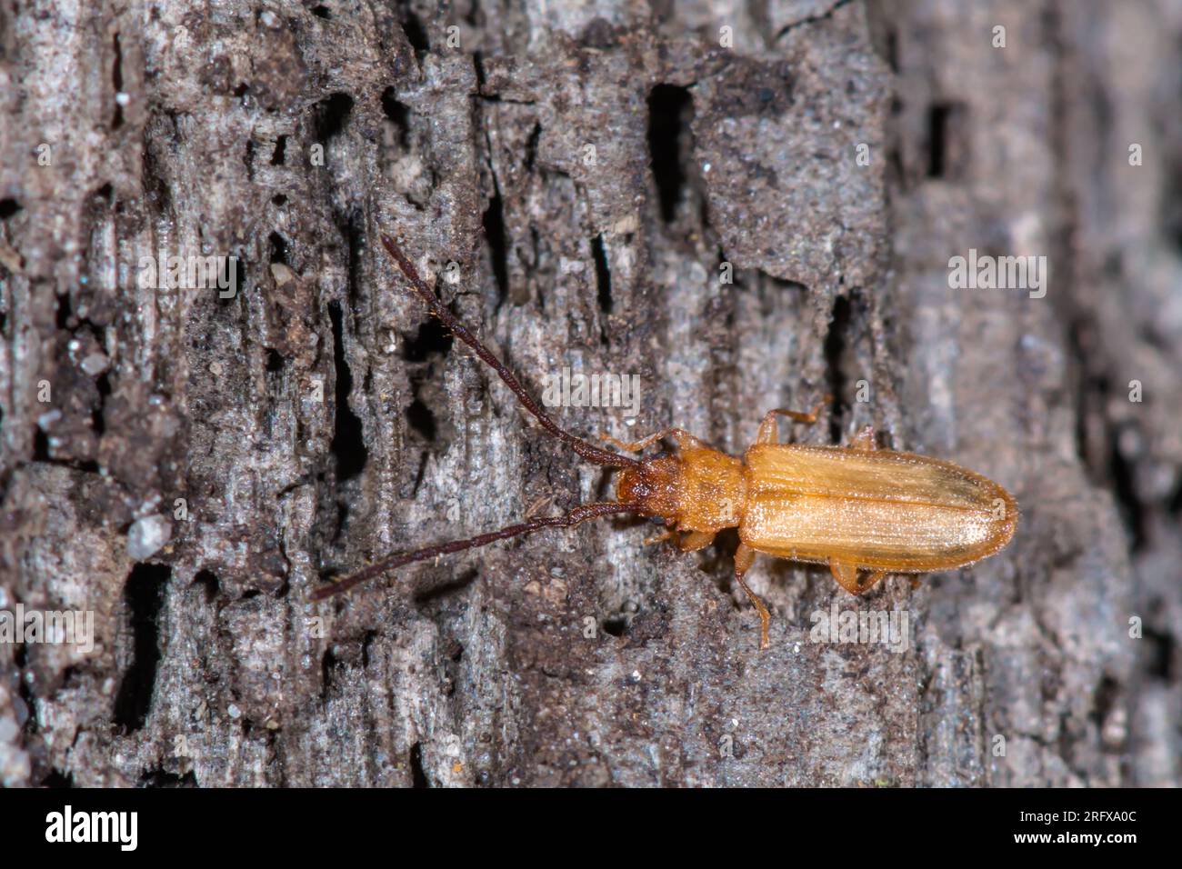 Teneral or newly emerged Flat Beetle (Uleiota planata), Silvanidae. Sussex, UK Stock Photo