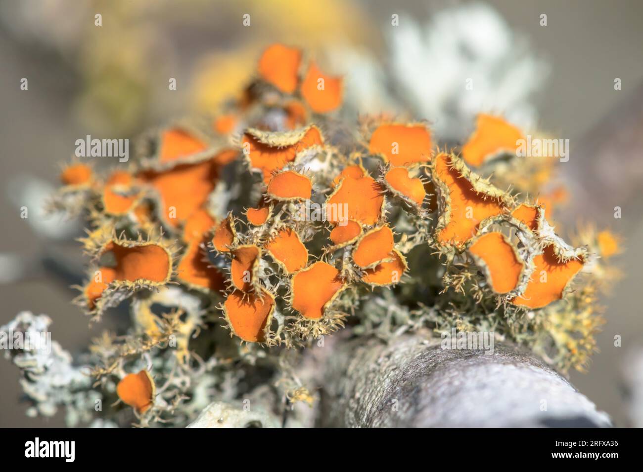 Golden Eye Lichen (Teloschistes chrysophthalmus), Teloschistaceae. Sussex, UK Stock Photo