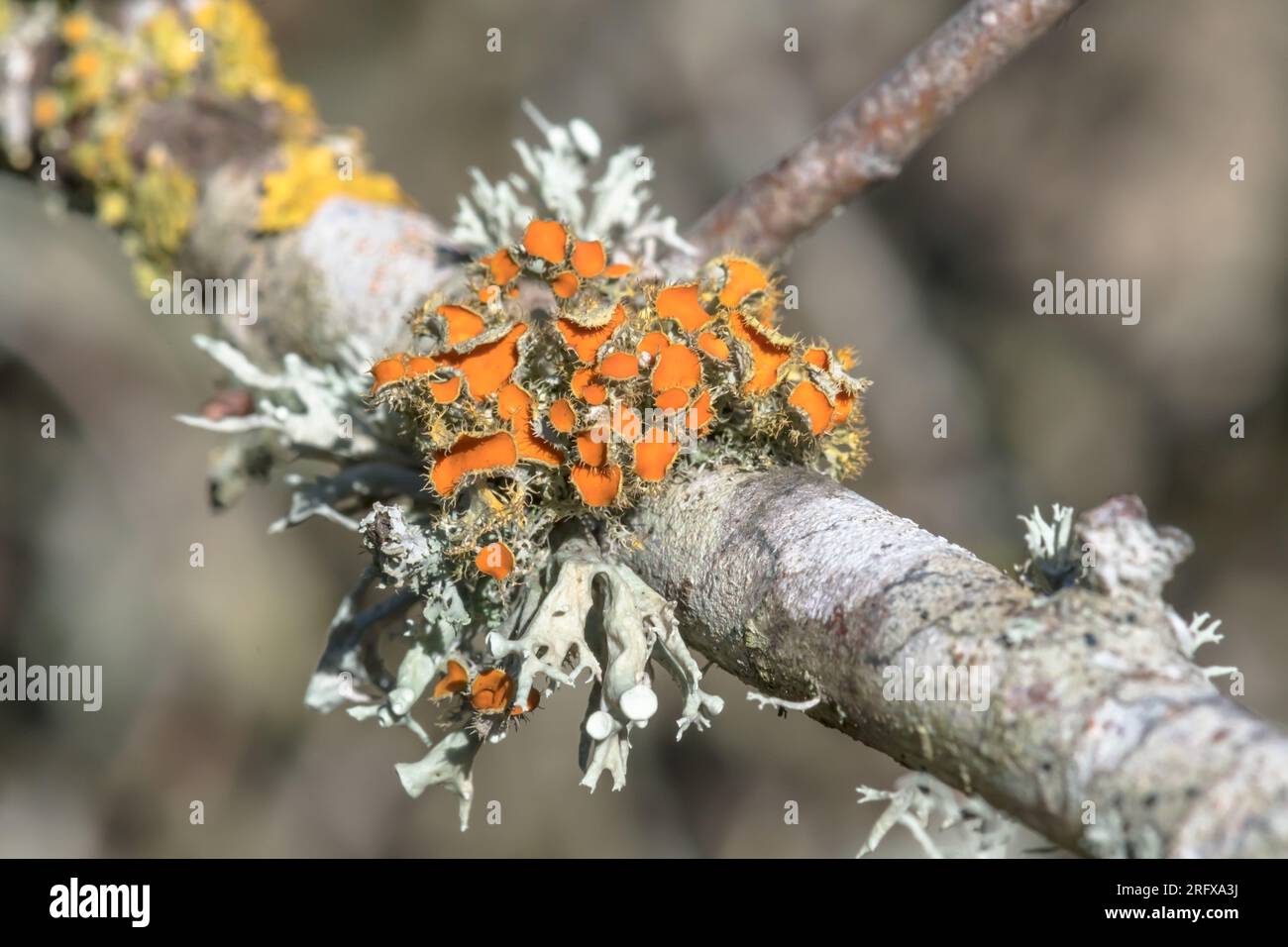 Golden Eye Lichen (Teloschistes chrysophthalmus), Teloschistaceae. Sussex, UK Stock Photo