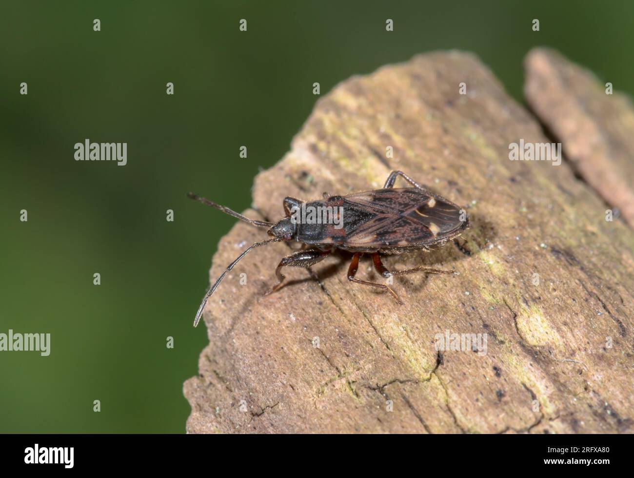 Scarce Ground Bug (Eremocoris podagricus), Lygaeidae. Sussex, UK Stock Photo