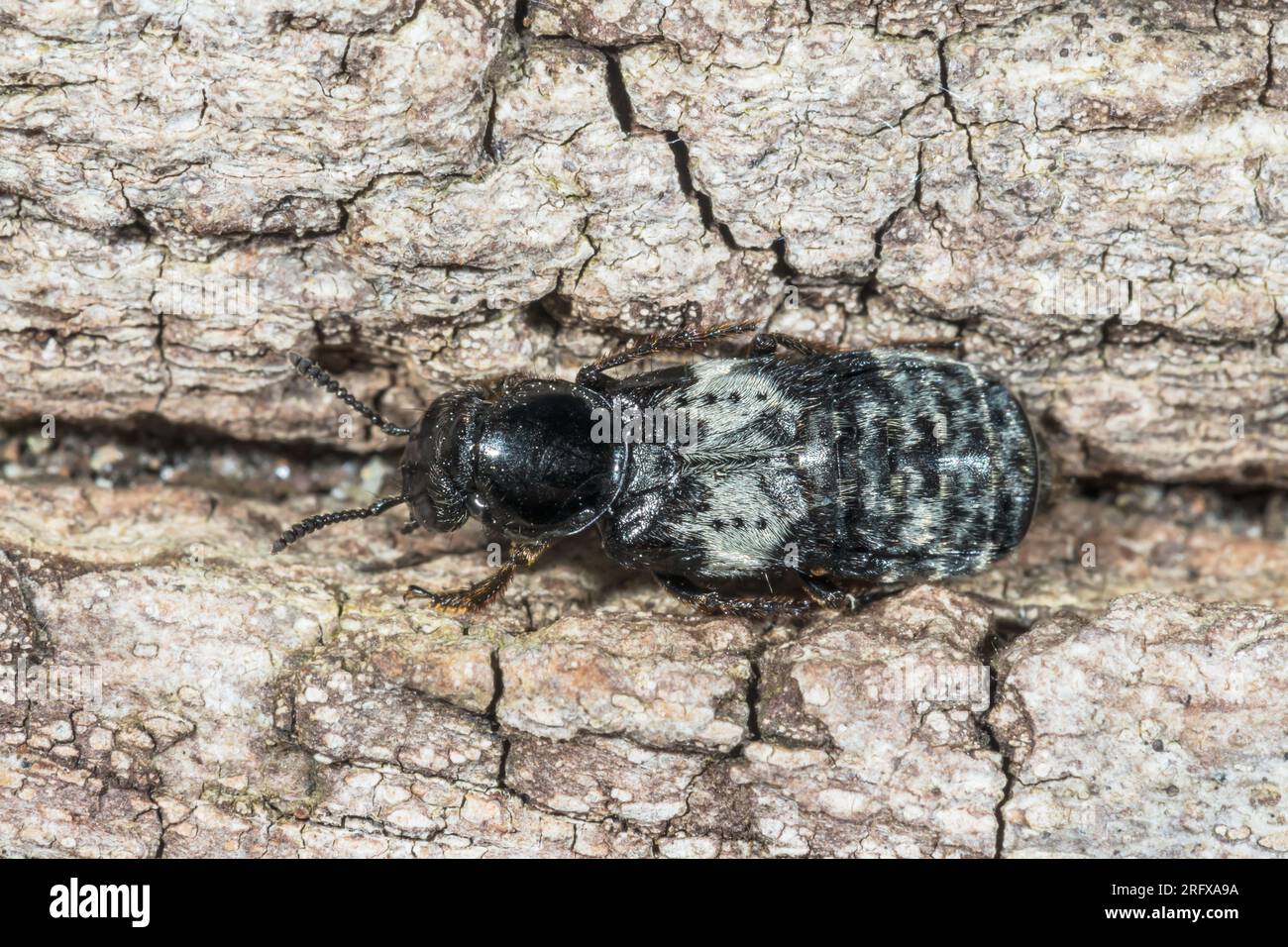 Hairy Rove Beetle (Creophilus maxillosus). Staphilinidae. Sussex, UK Stock Photo