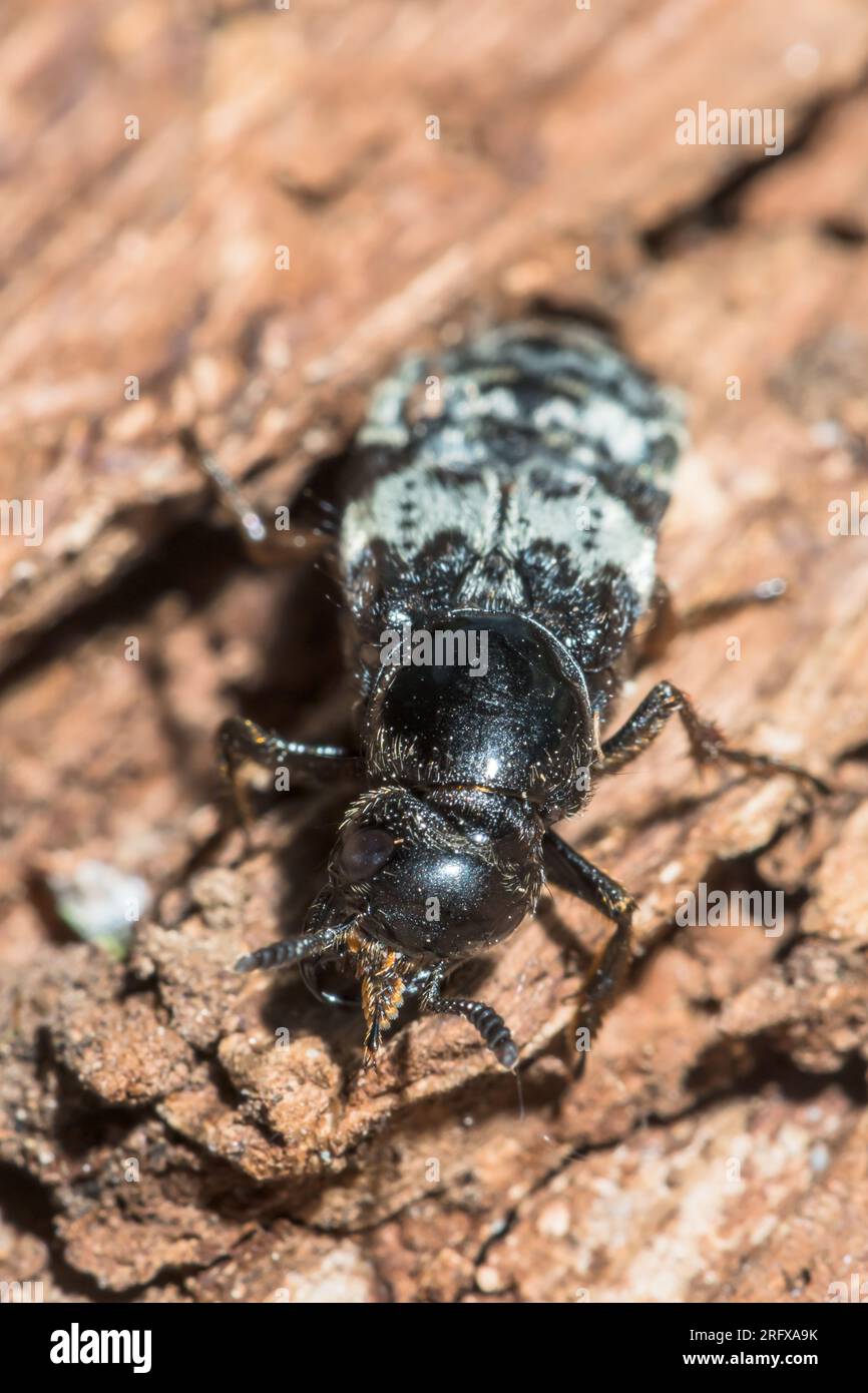 Hairy Rove Beetle (Creophilus maxillosus). Staphilinidae. Sussex, UK Stock Photo
