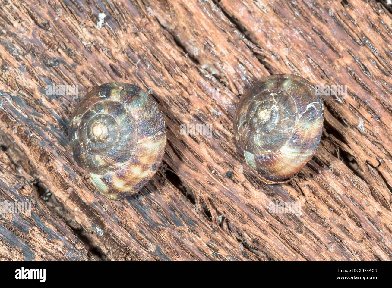 Lapidary Snails (Helicigona lapicida), Helicidae. Kent, UK Stock Photo