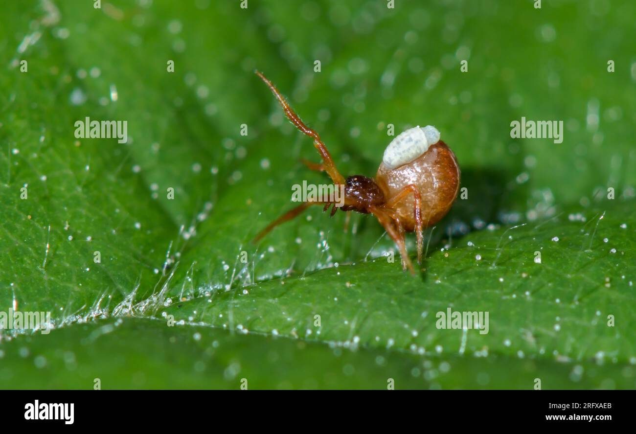 Parasitised spider hi res stock photography and images alamy