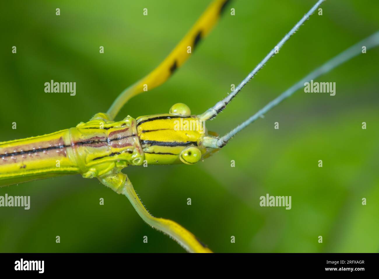 Malaysian Pink Winged Stick Insect (Anarchodes / Necroscia annulipes). Phasmidae Stock Photo