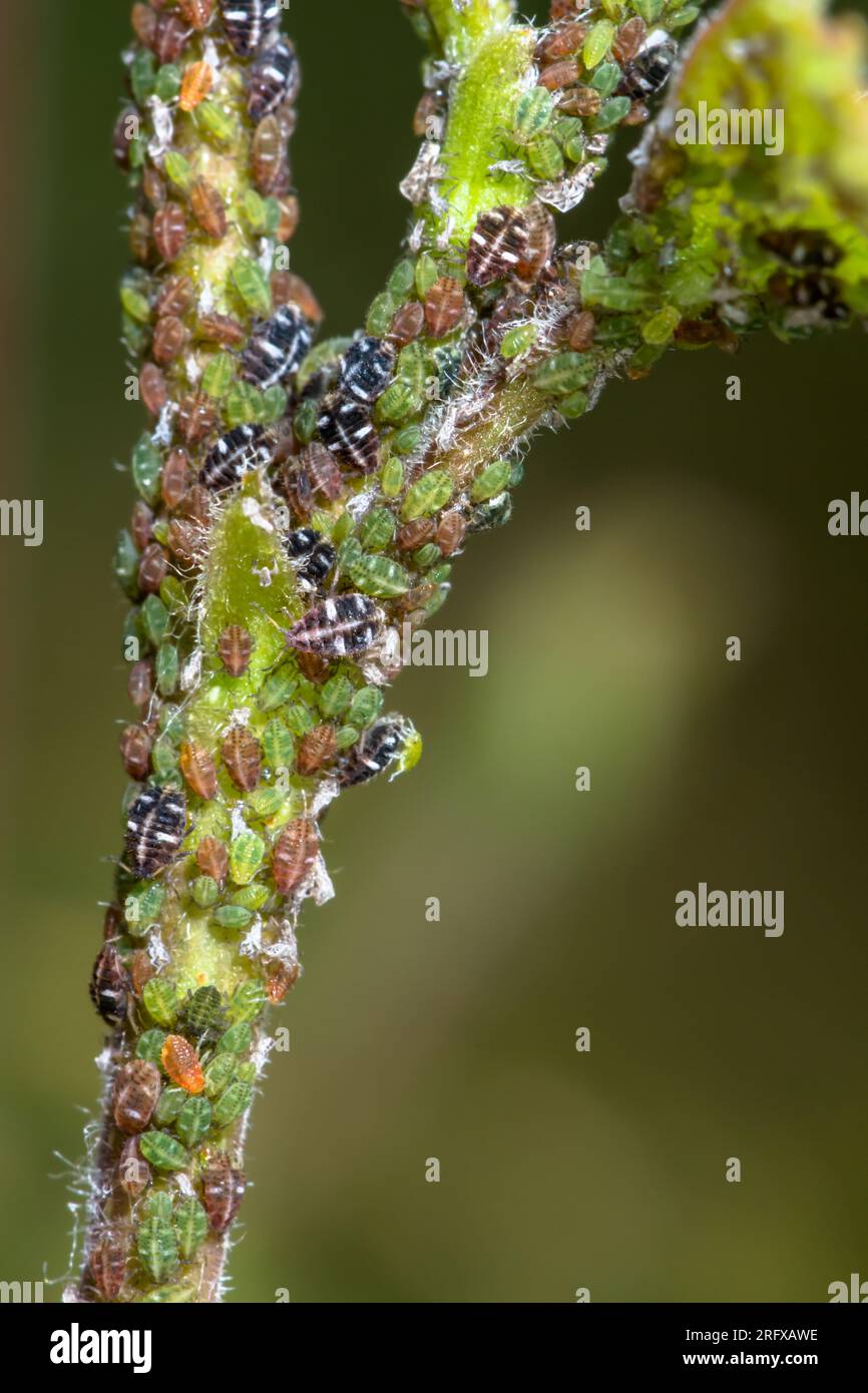 Mixed Colony of Green and Brown Birch Thelaxid Aphids (Glyphina betulae and G. pseudoschrankiana), Aphididae. Sussex Stock Photo