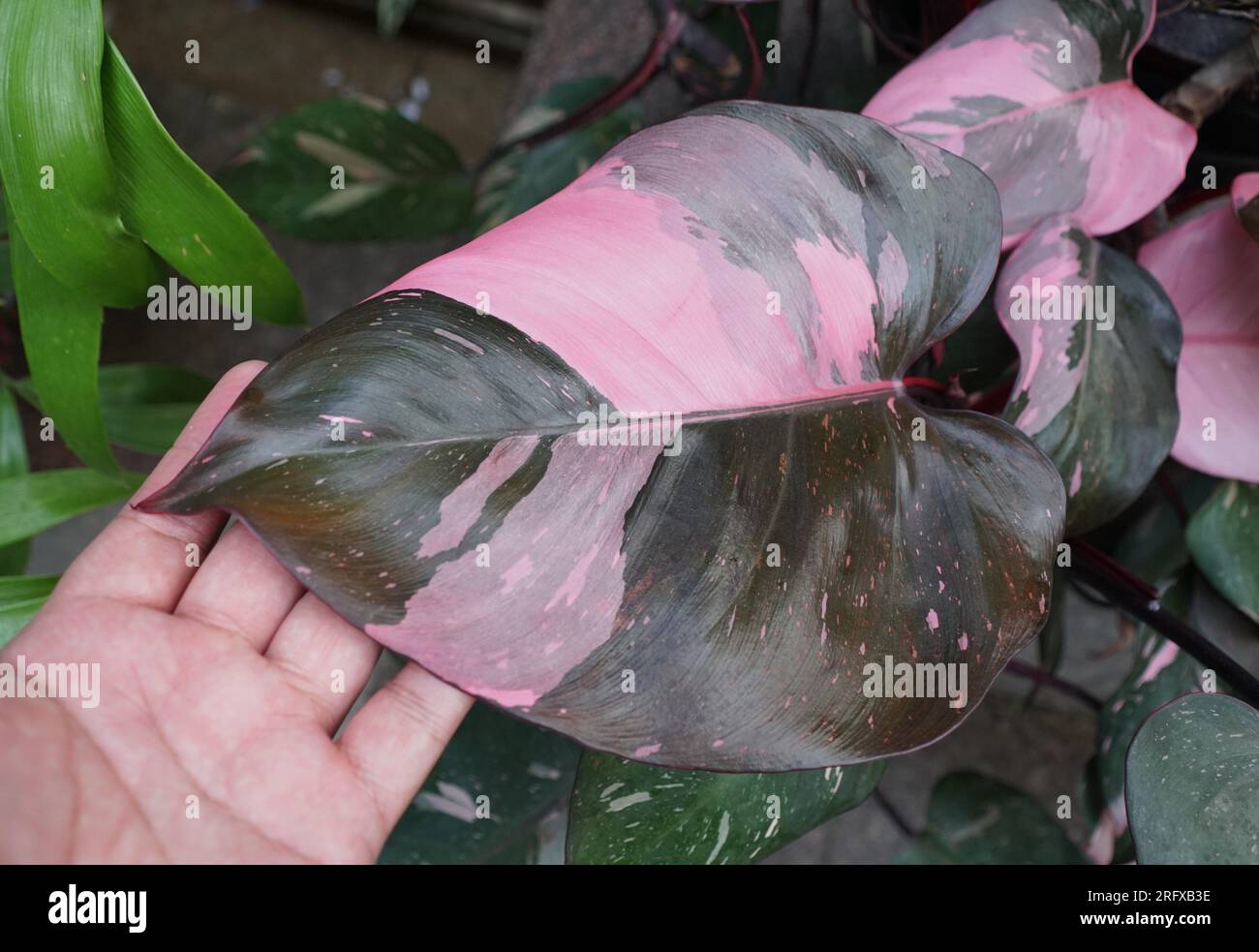 Beautiful pink and dark green variegated leaf of Philodendron Pink