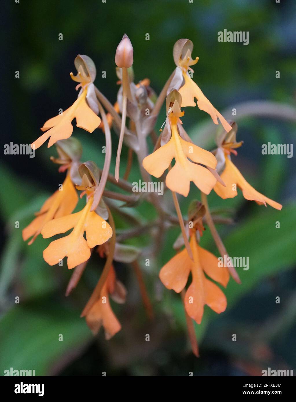 Closeup of the tiny orange flowers of Habenaria rhodocheila orchids Stock Photo