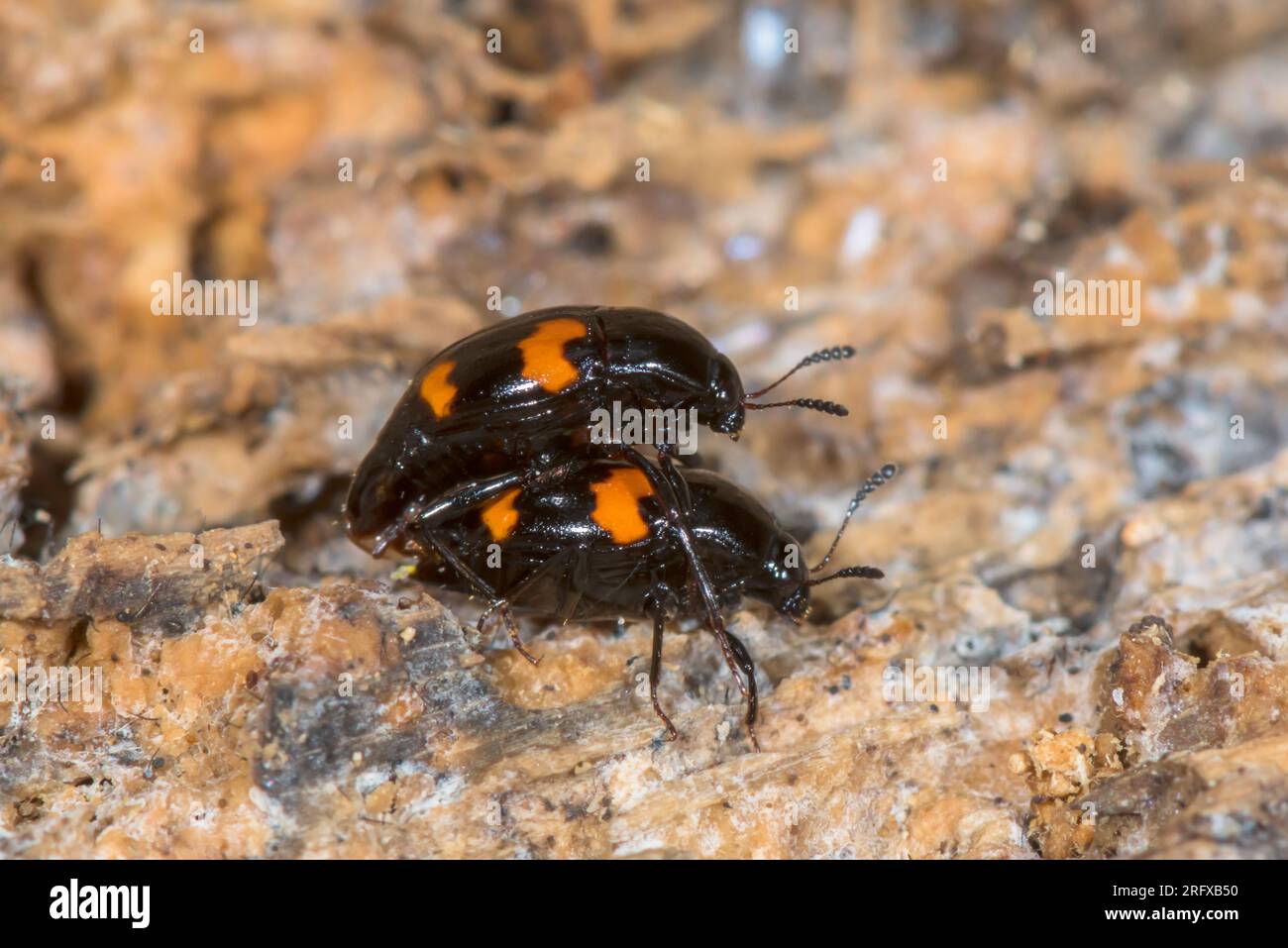 Orange spotted Scaphidium or Shining Fungus Beetle (Scaphidium quadrimaculatum). Staphilinidae. Sussex, UK Stock Photo