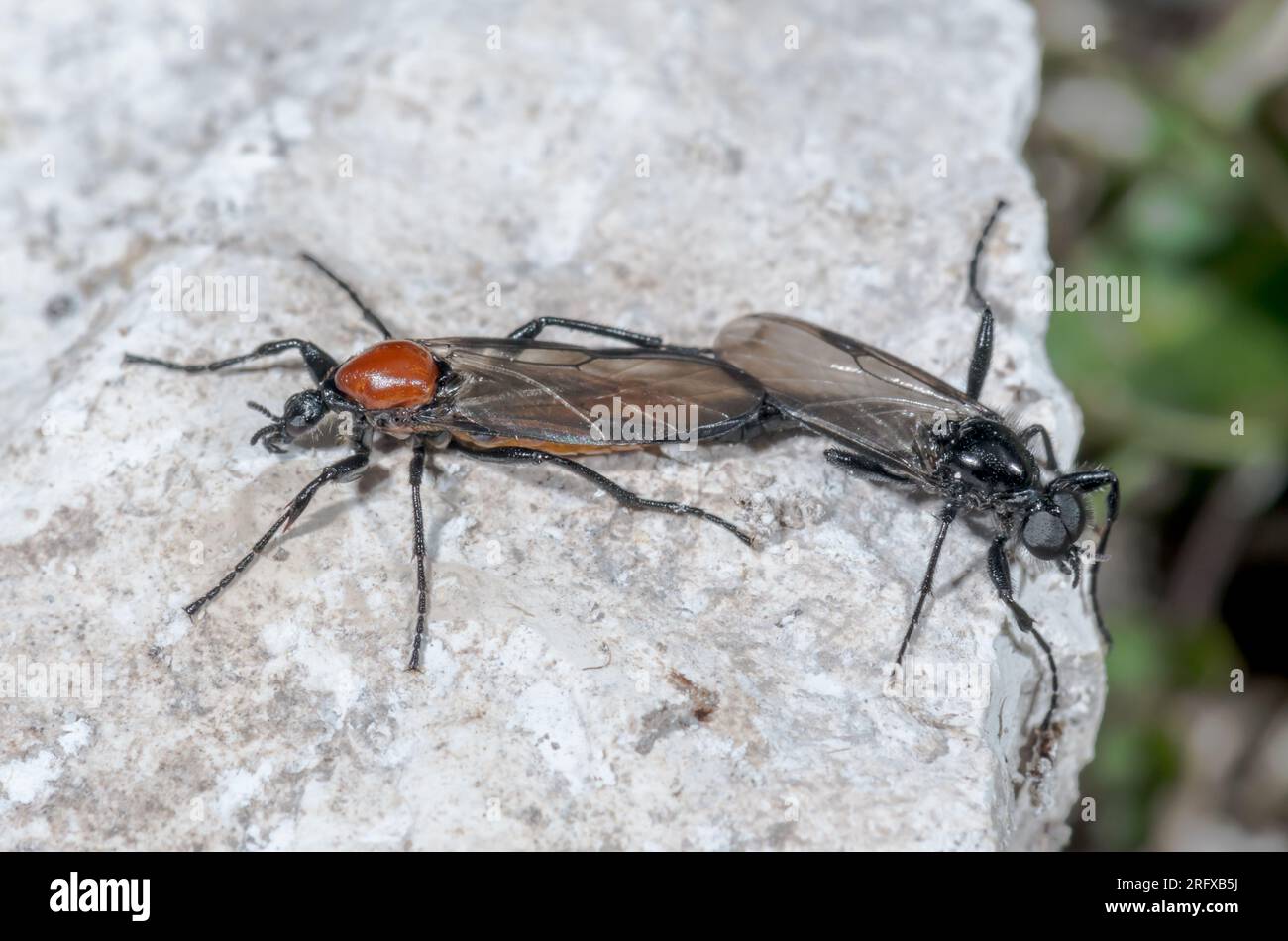 Pair of Downland Bibio Flies (Bibio anglicus). Bibionidae. Sussex, UK Stock Photo