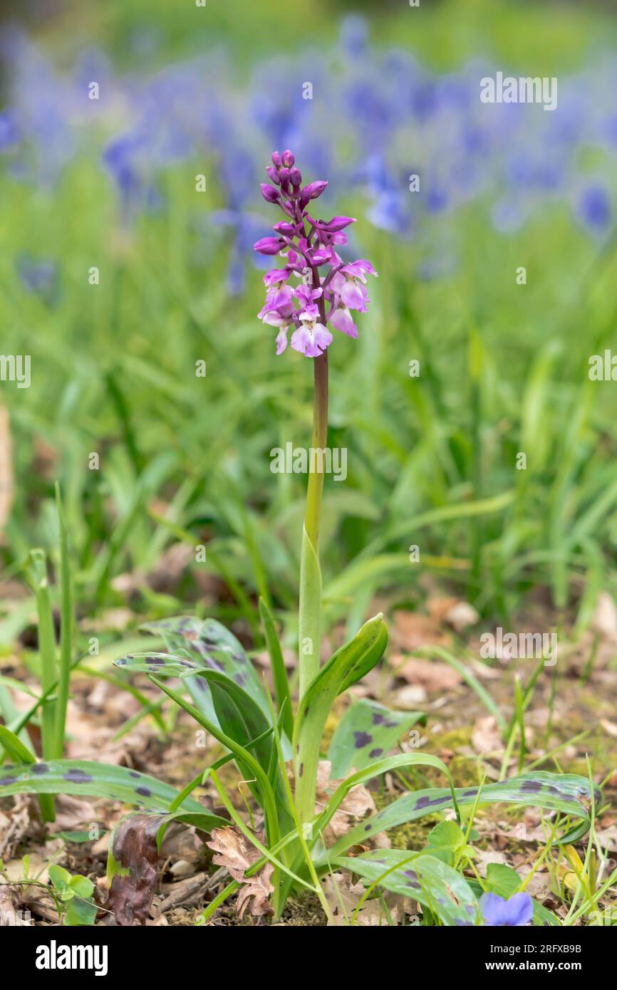 Pale Pink form Early Purple Orchid (Orchis mascula). Orchidaceae. Sussex, UK Stock Photo