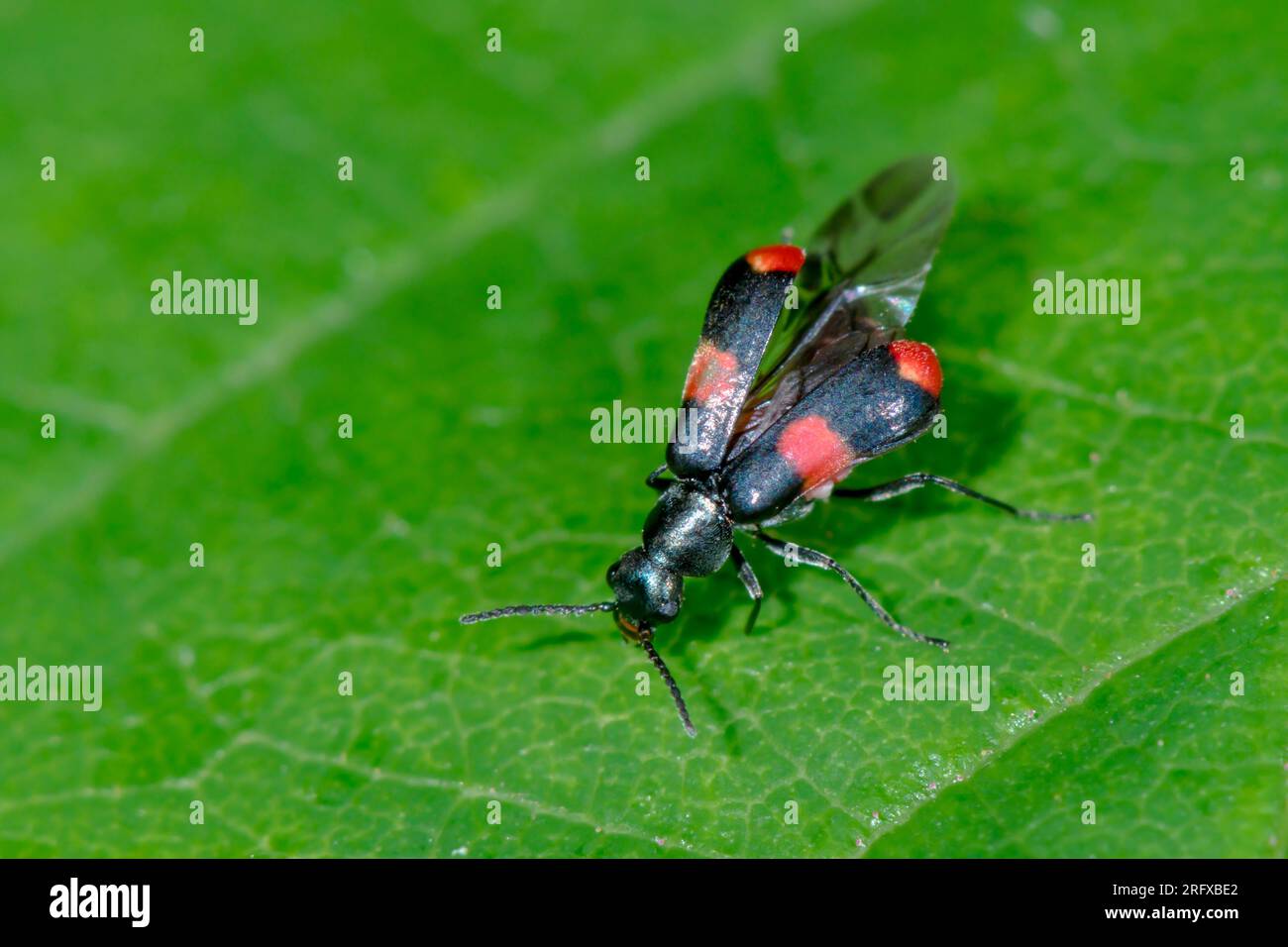 Red and Black Flower Beetle stowing wings (Anthocomus fasciatus), Malachiidae. Sussex, UK Stock Photo