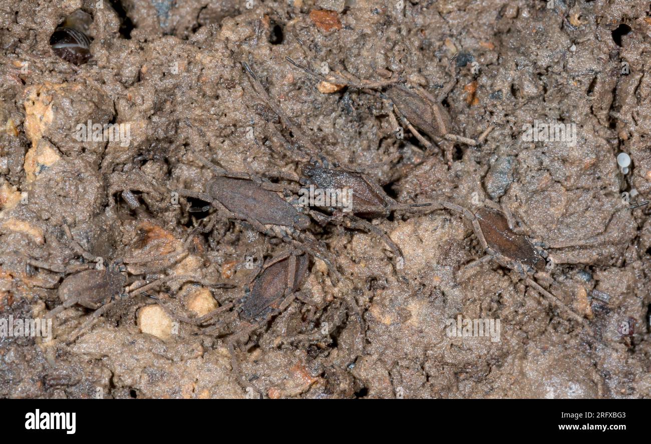 Six hibernating Harvestman under log (Trogulus tricarinatus), Trogulidae, Opiliones. Sussex, UK Stock Photo