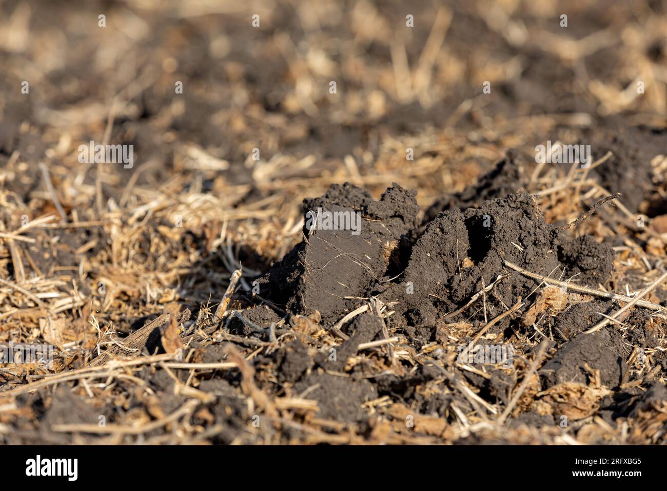 Dirt clod in soybean farm field after fall tillage. Soil erosion, compaction and agriculture concept. Stock Photo
