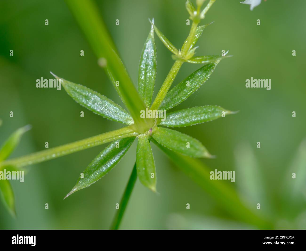 Slender Bedstraw (Galium pumilum). Rubiaceae. Sussex, UK Stock Photo
