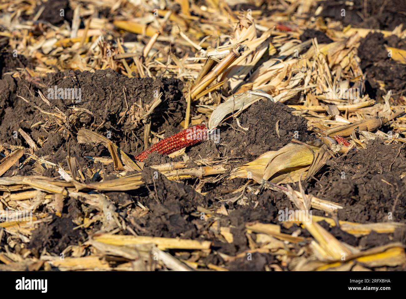 Chisel plowed corn farm field after fall tillage. Soil erosion